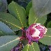 花のつぼみ ARS92_656