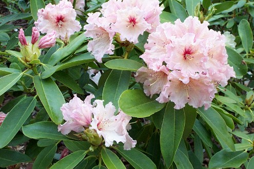 「スプリーテン」、植物